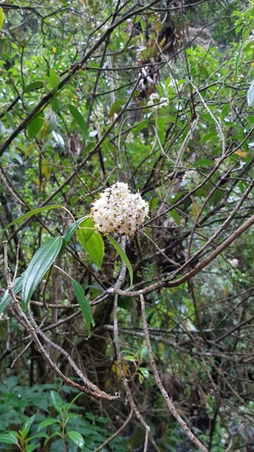 Miconia crocea