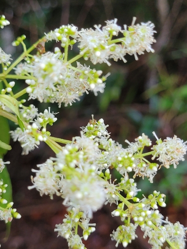 Miconia cuspidata