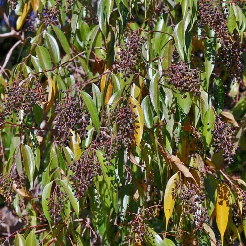 Miconia cuspidata — photo