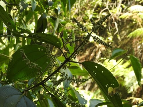 Miconia desmantha — photo