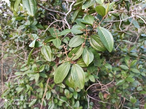 Miconia elegans — photo