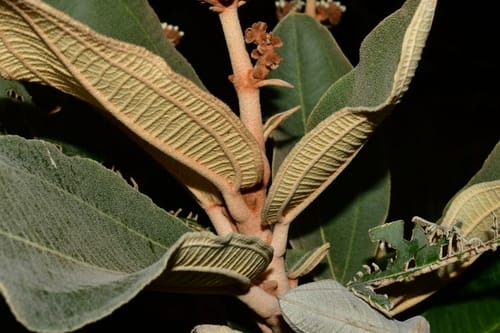 Miconia ferruginata — photo