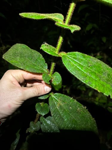 Miconia formicoheterophylla (Bush currant) — photo