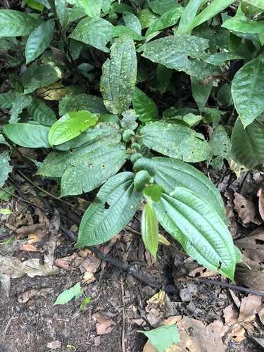 Miconia formicoheterophylla
