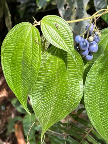 Miconia heteroclita (Japura Clidemia) — photo