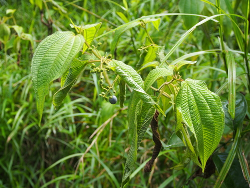Miconia heteroclita