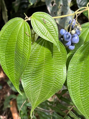 Miconia heteroclita (Japura Clidemia) — photo