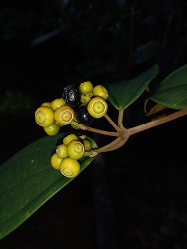 Miconia holosericea (Silky maya) — photo