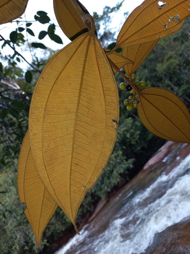 Miconia holosericea (Silky maya) — photo