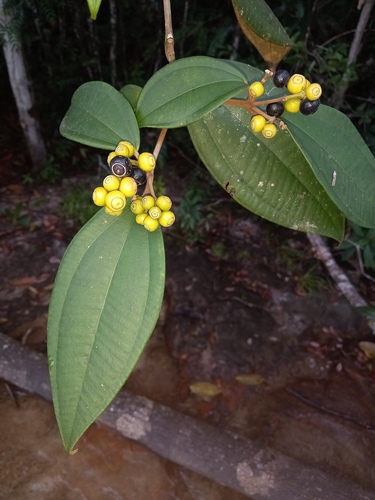 Miconia holosericea