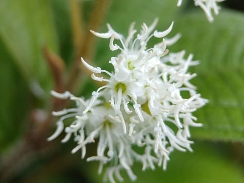 Miconia ibaguensis (Bird seed) — photo