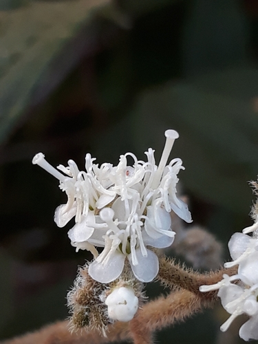 Miconia ibaguensis