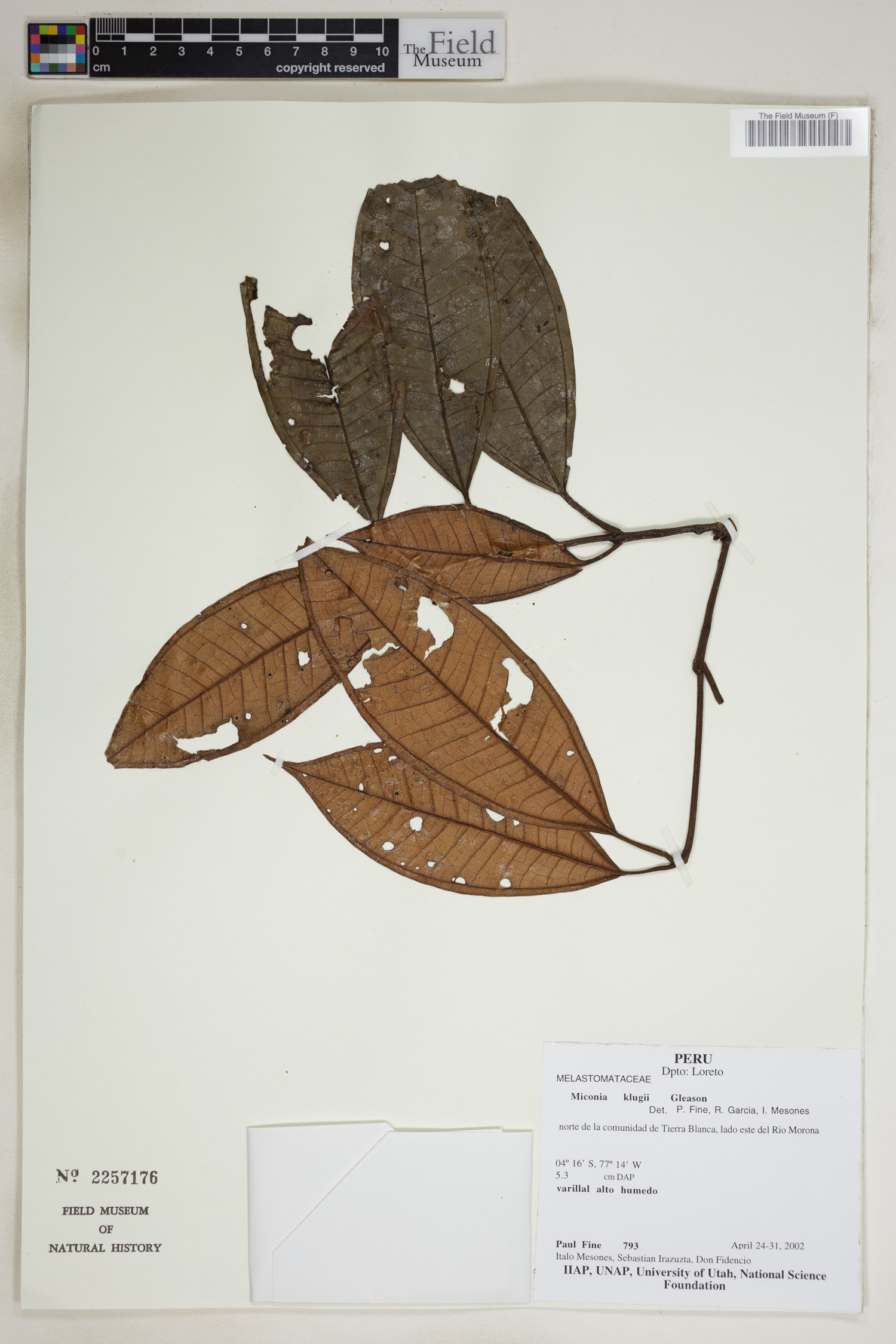 Miconia klugii — photo