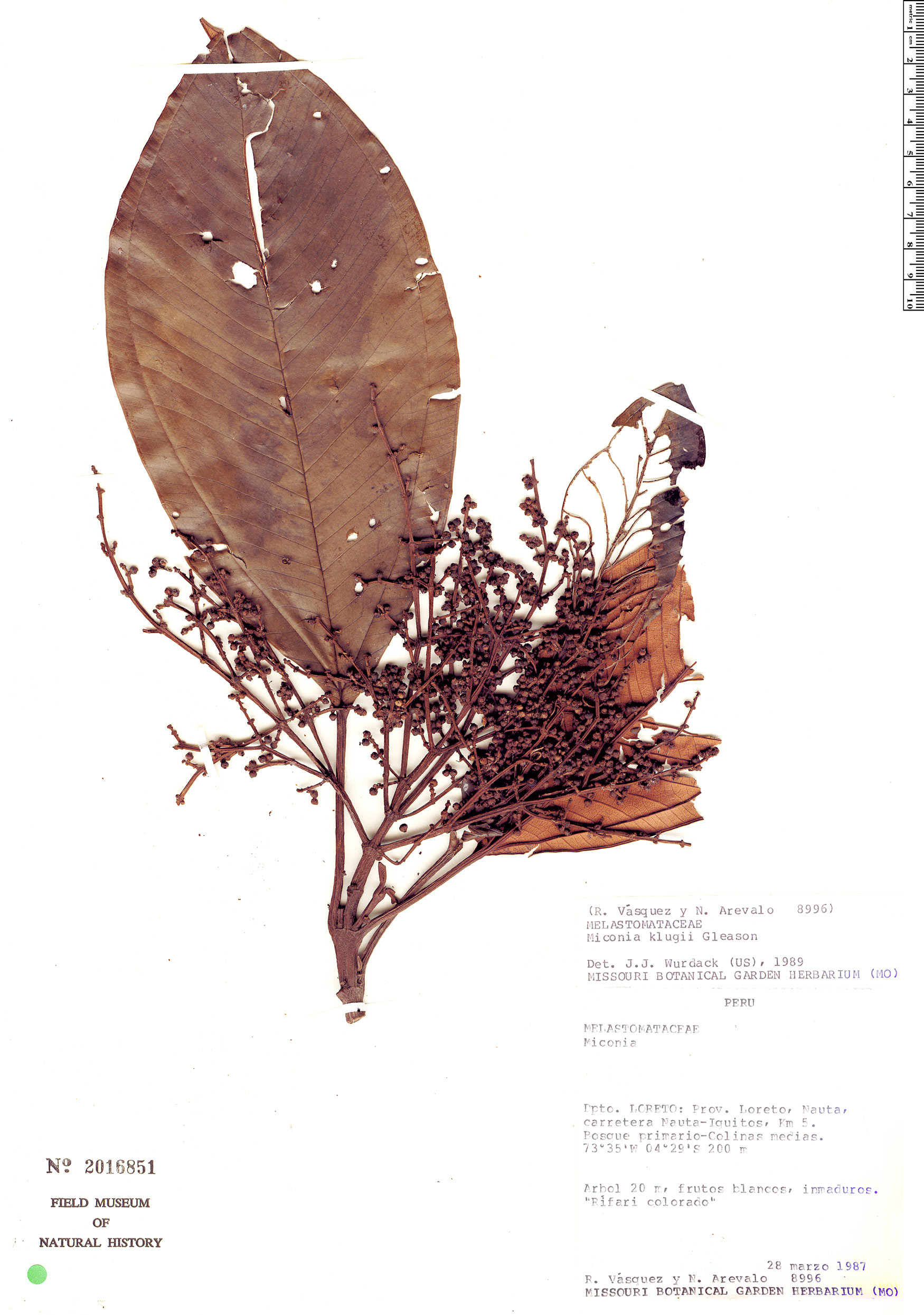 Miconia klugii — photo