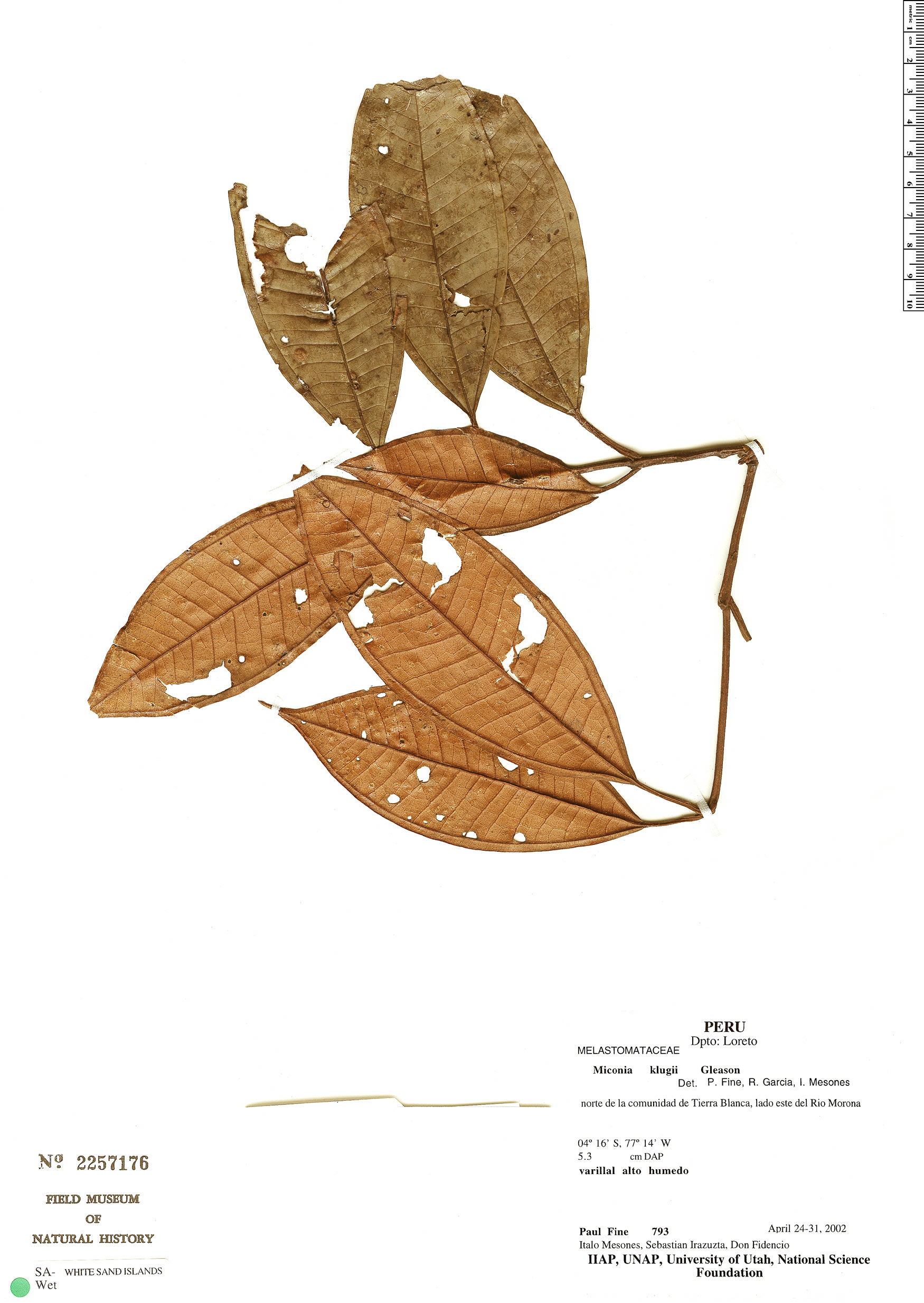 Miconia klugii