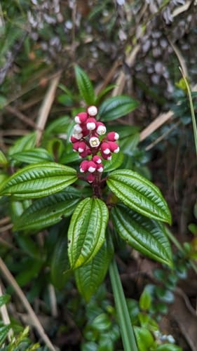 Miconia latifolia (Broad leaf maya) — photo