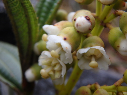 Miconia latifolia