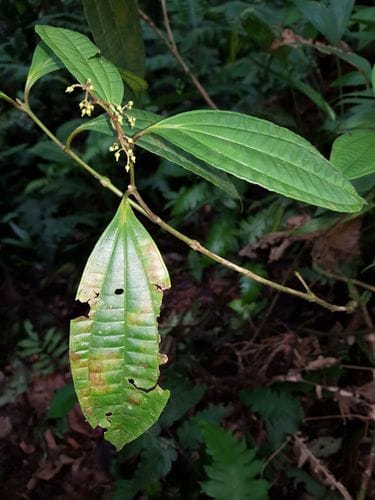 Miconia laxivenula (Distant vein ossaea) — photo