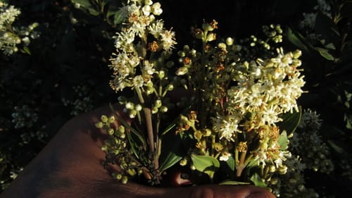 Miconia ligustrina — photo