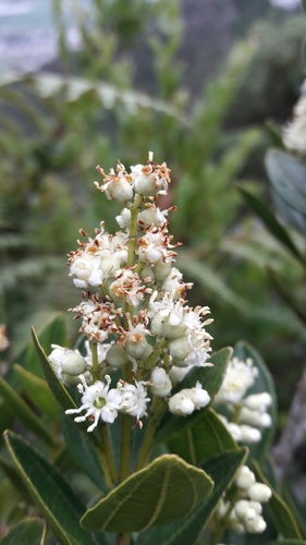 Miconia ligustrina