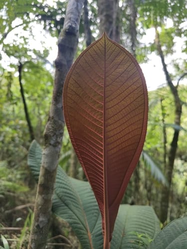 Miconia longifolia (Mispel) — photo