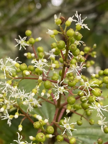 Miconia longifolia