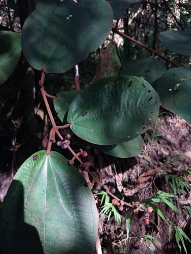 Miconia longispicata — photo