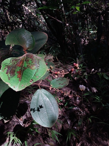 Miconia longispicata