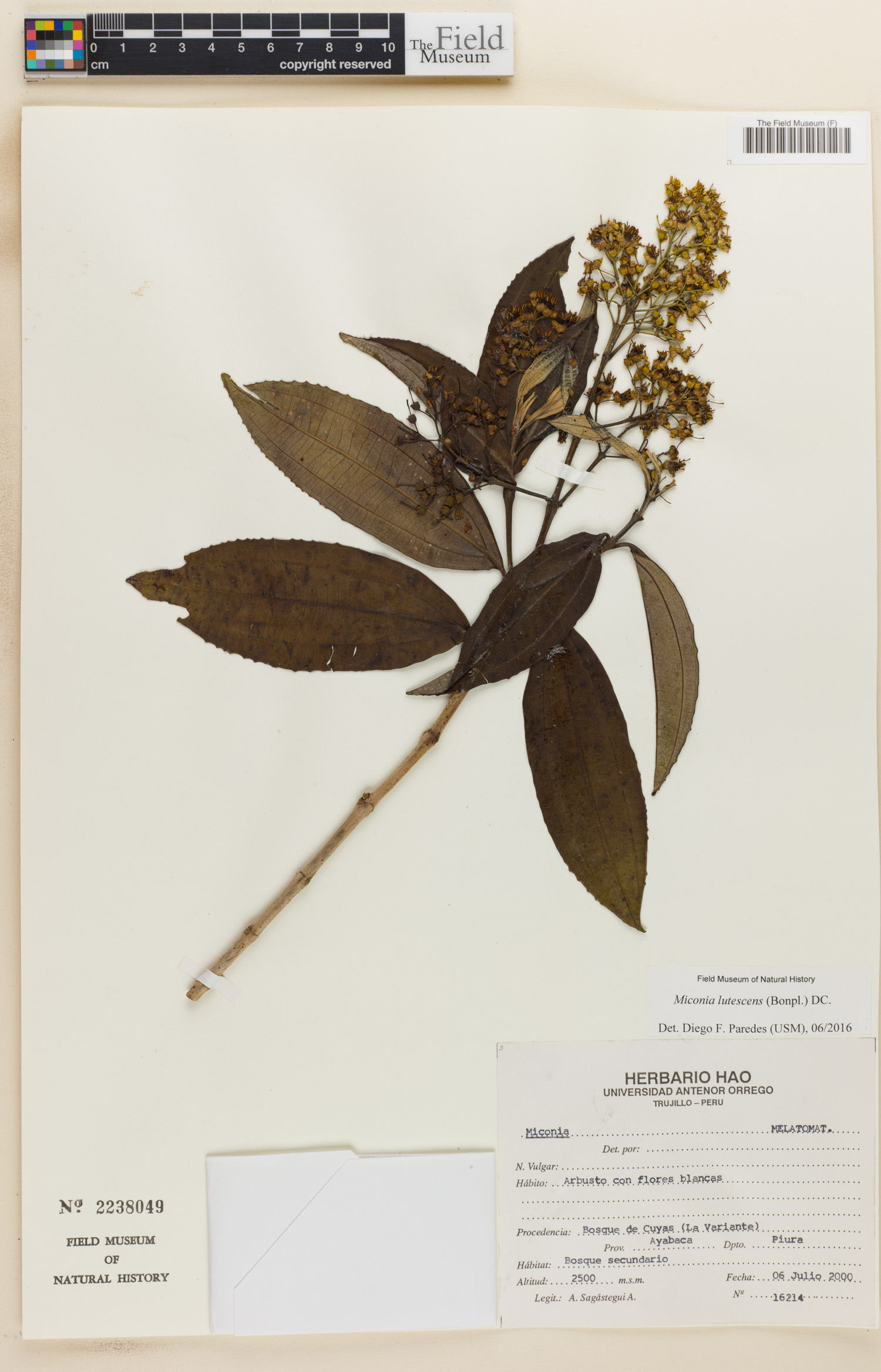 Miconia lutescens (Tarume) — photo