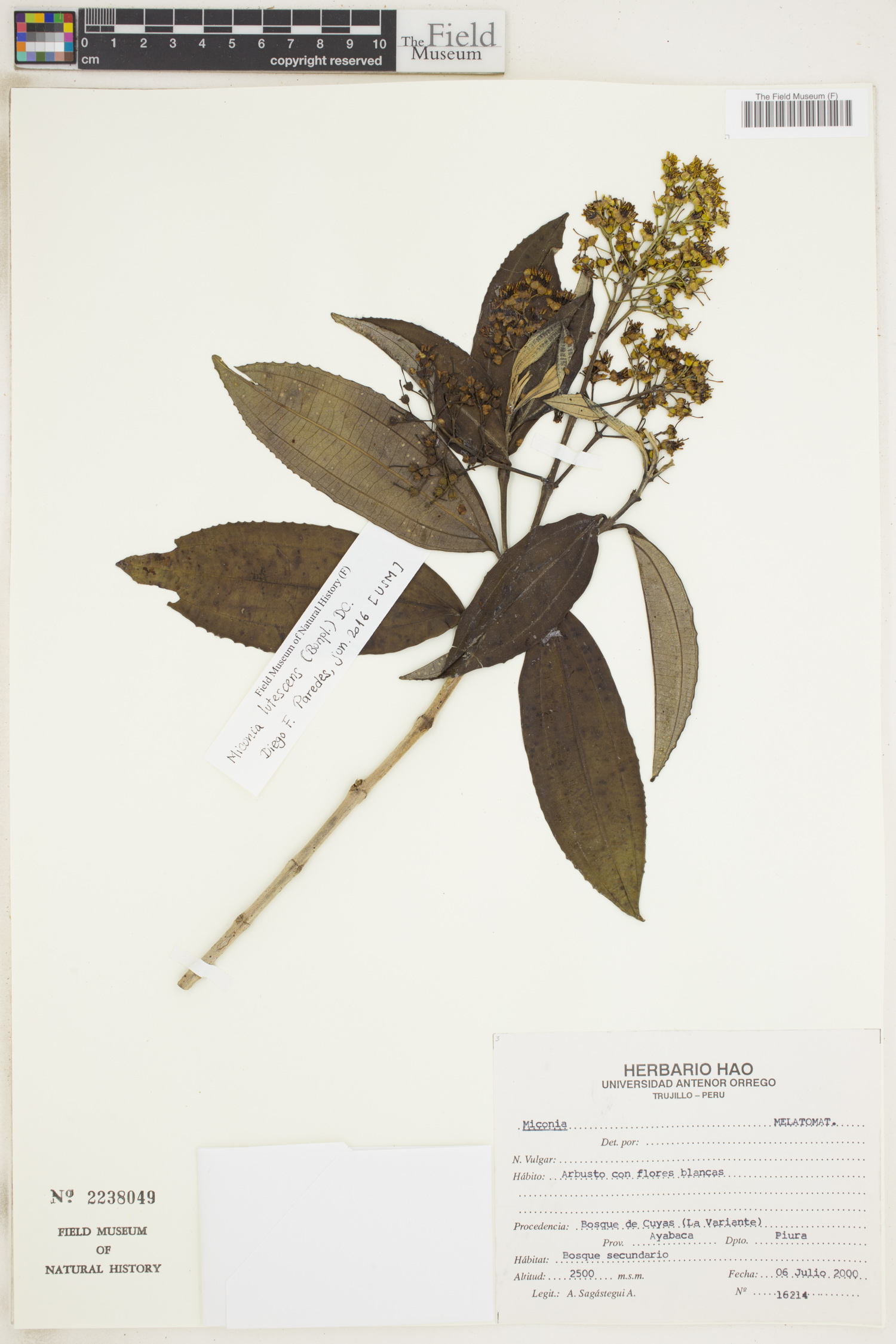 Miconia lutescens (Tarume) — photo