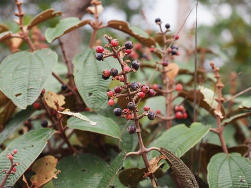 Miconia macrothyrsa — photo