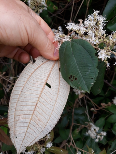 Miconia macrothyrsa