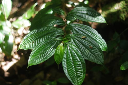 Miconia mayeta (Maiet de la Guyane) — photo