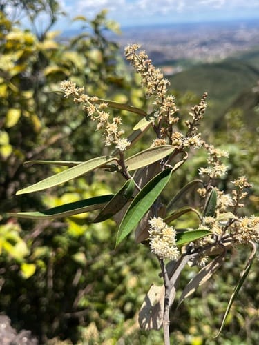Miconia pepericarpa — photo