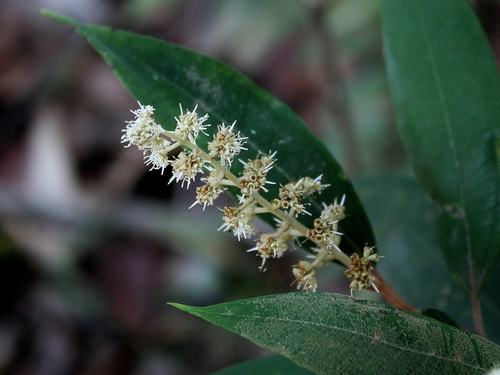 Miconia pepericarpa