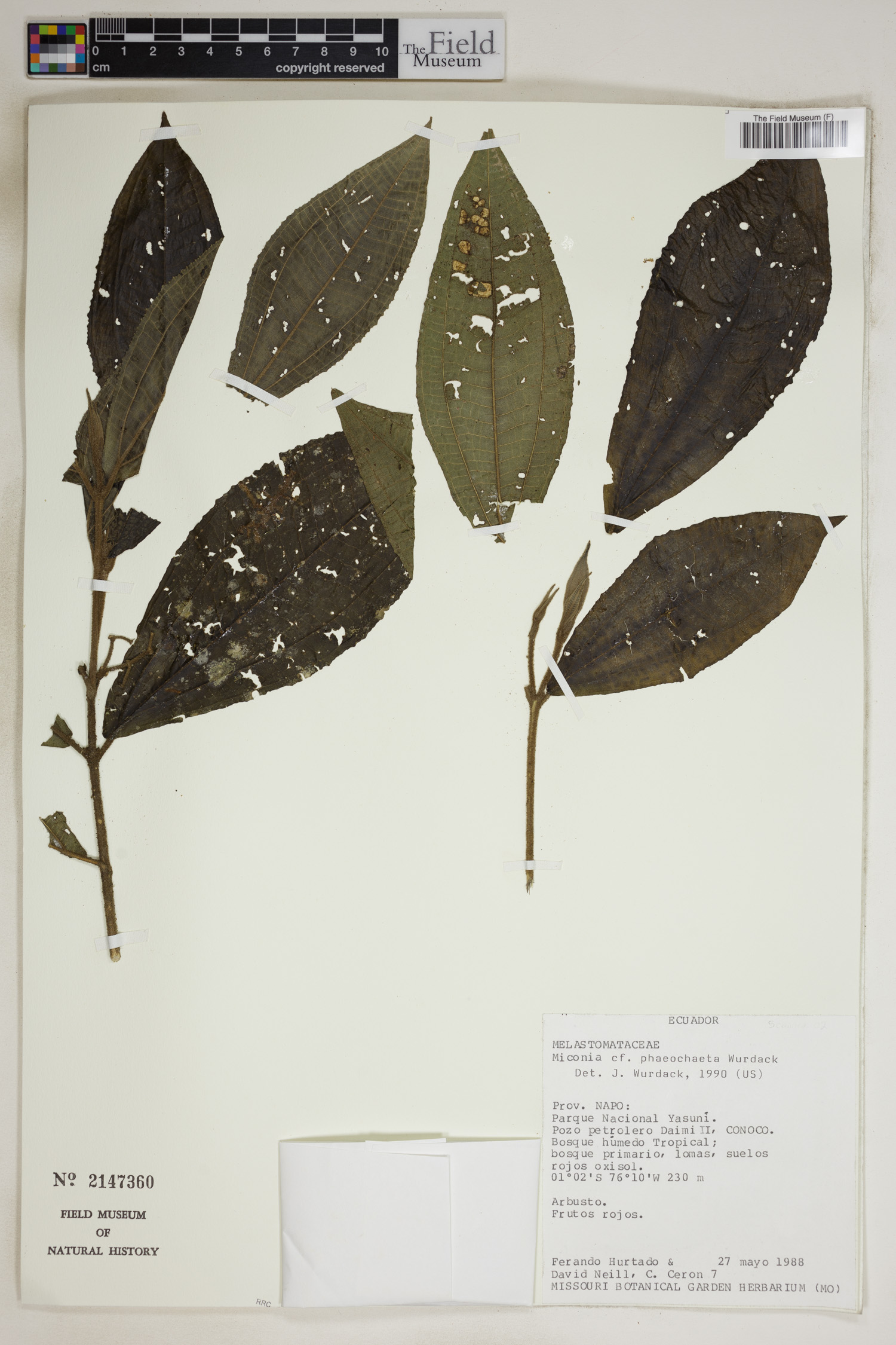 Miconia phaeochaeta (Dark brown maya) — photo