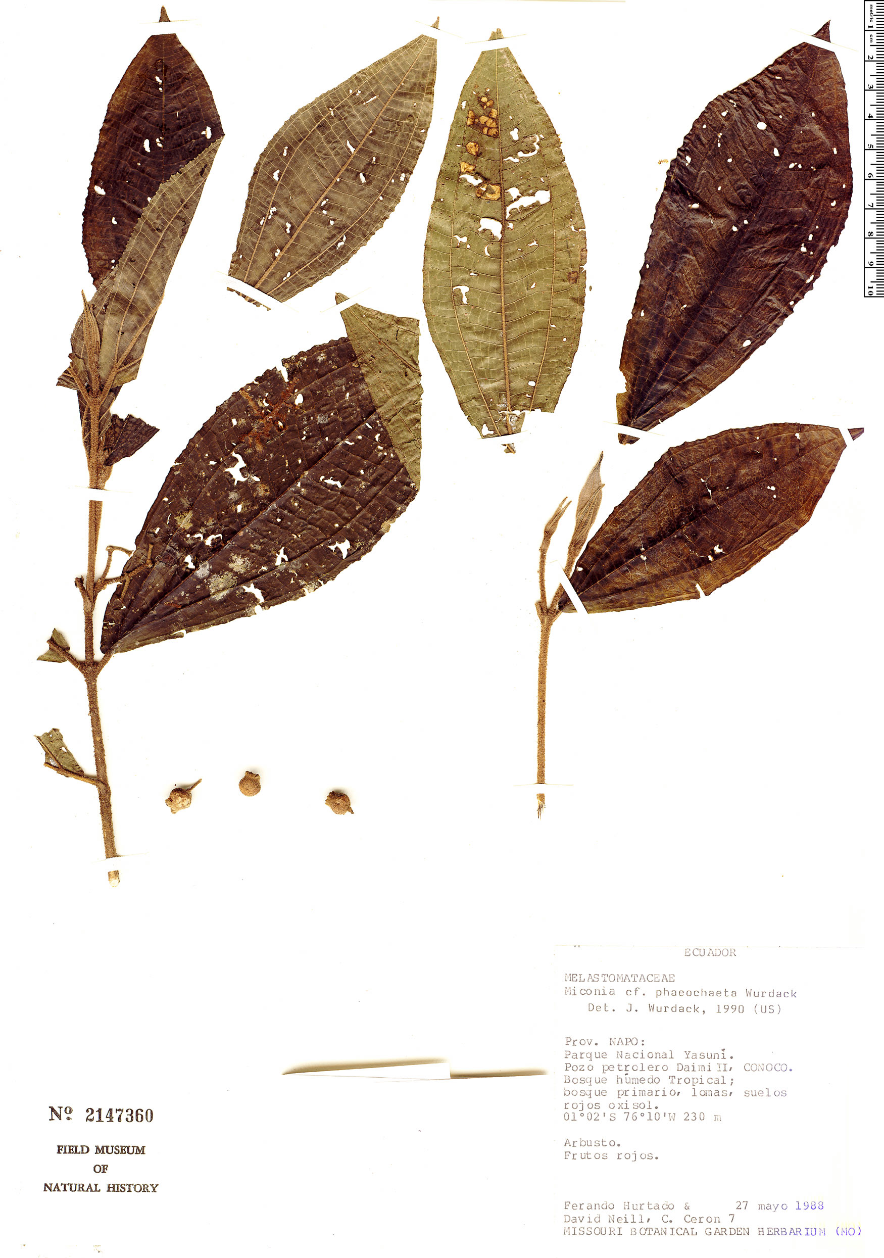 Miconia phaeochaeta (Dark brown maya) — photo
