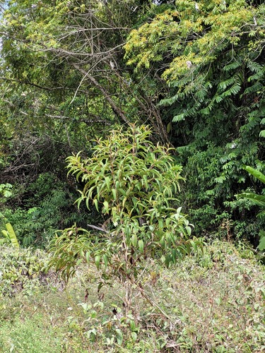 Miconia poeppigii — photo