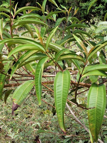 Miconia poeppigii — photo