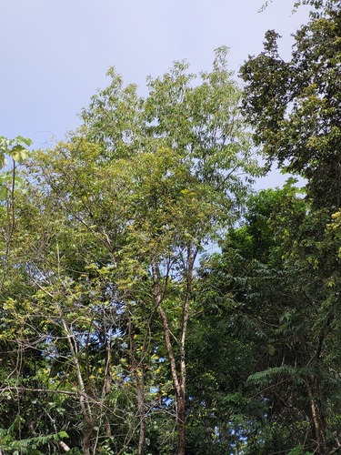 Miconia poeppigii