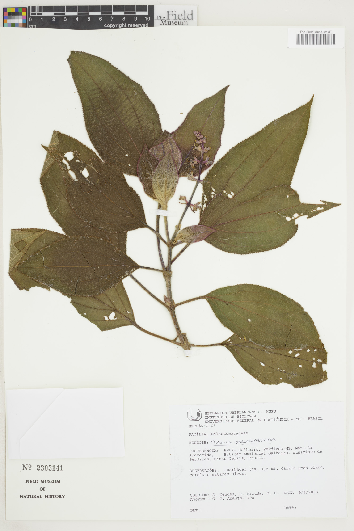 Miconia pseudonervosa — photo
