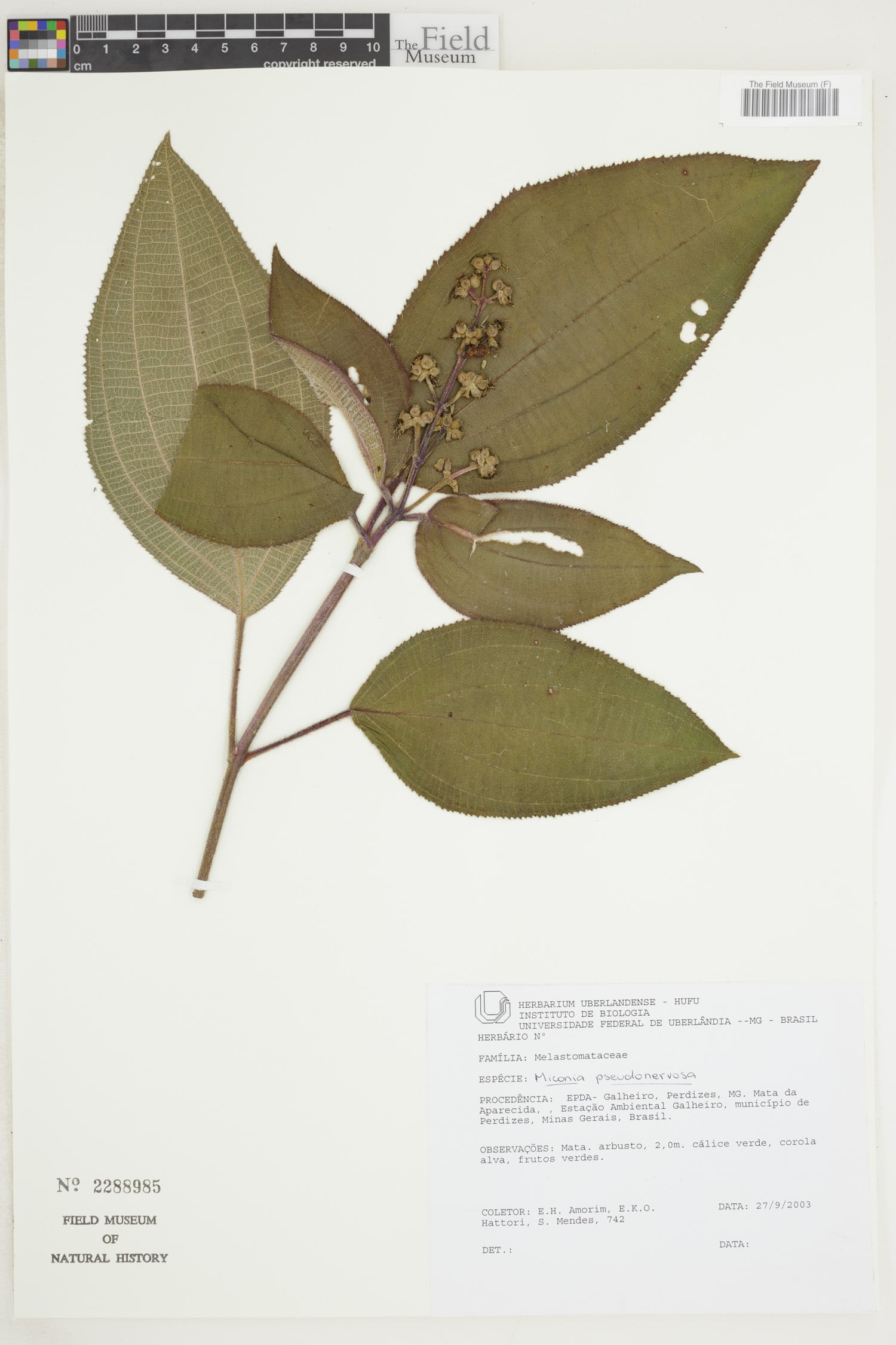Miconia pseudonervosa — photo