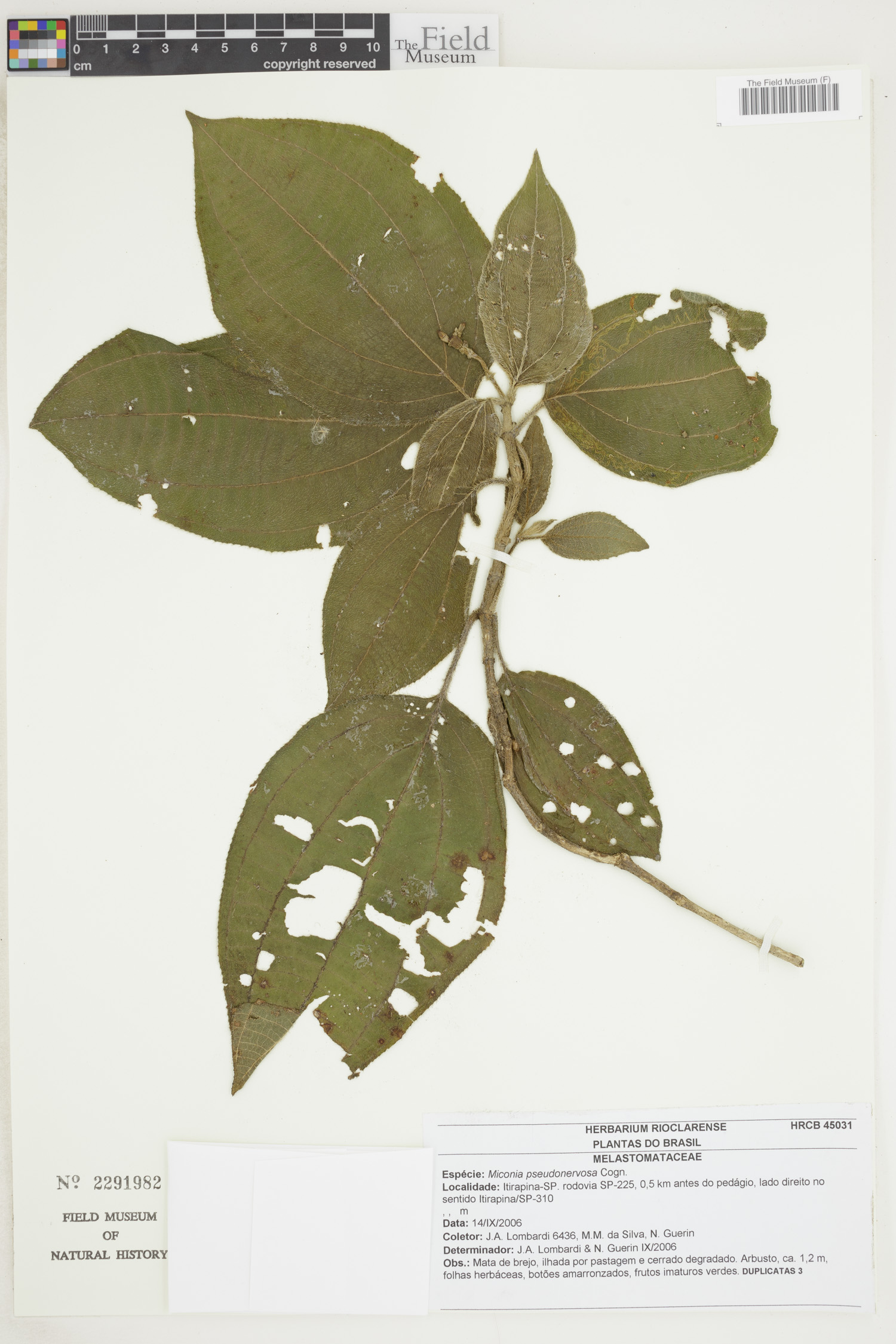 Miconia pseudonervosa