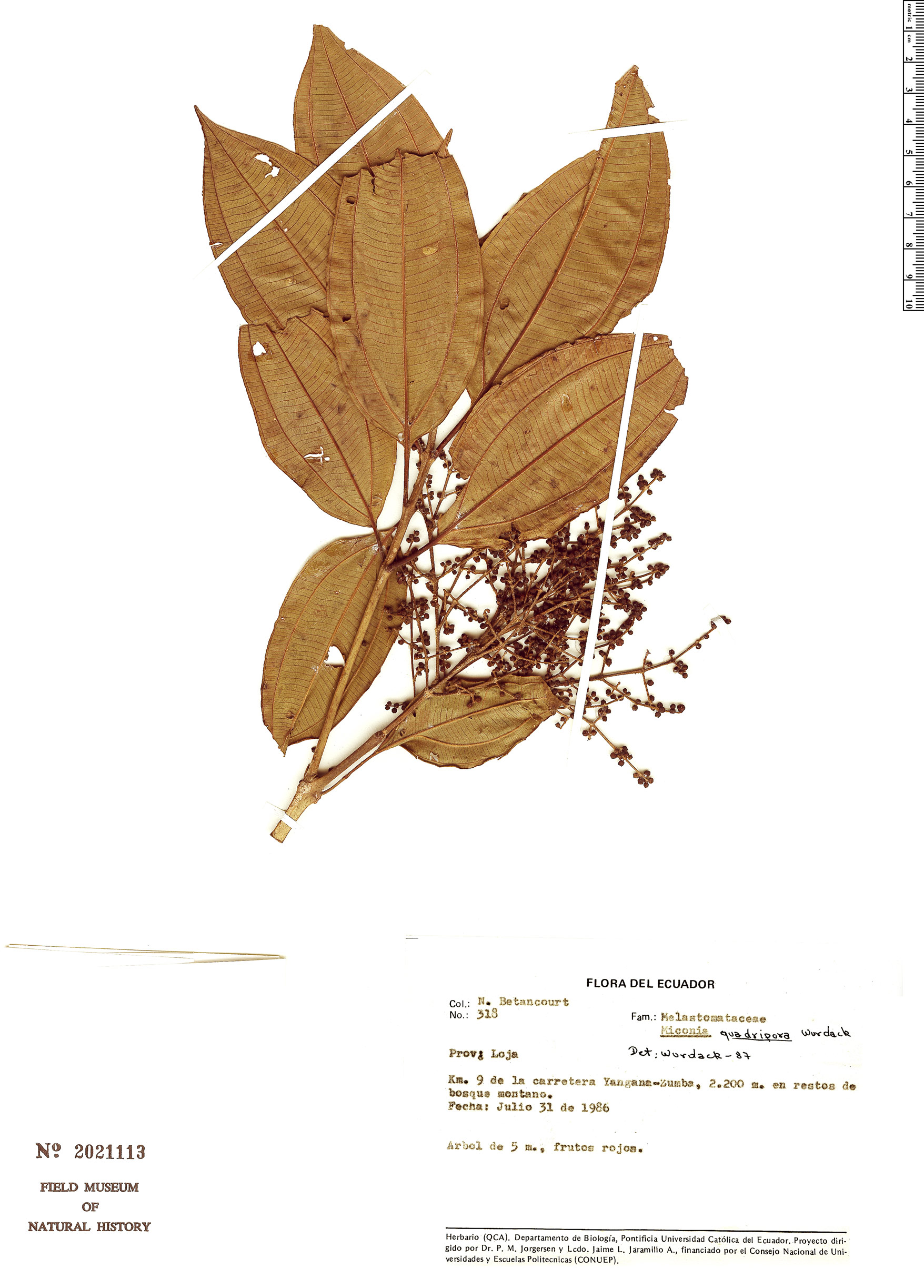 Miconia quadripora (Four pore maya) — photo