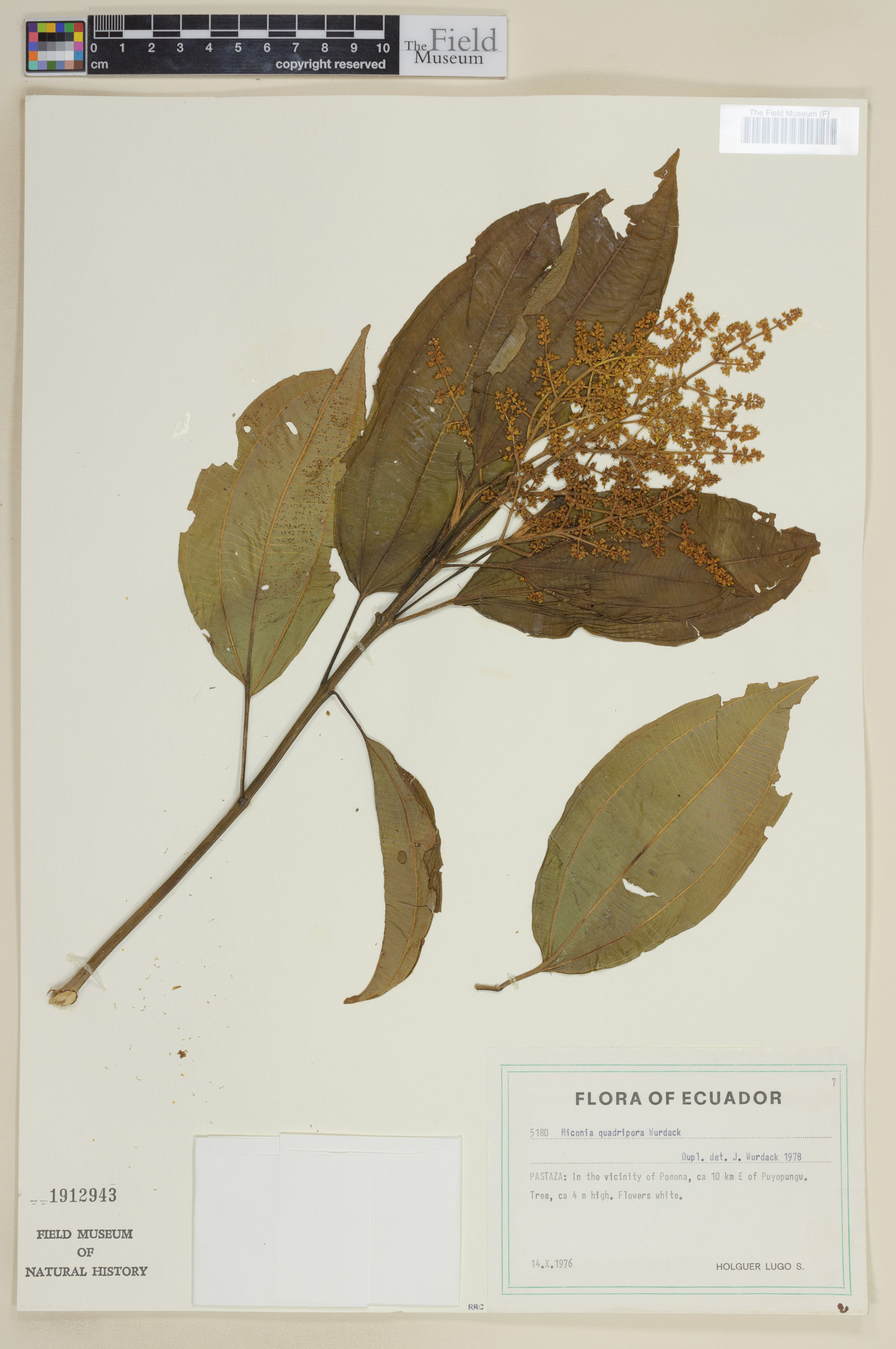 Miconia quadripora (Four pore maya) — photo