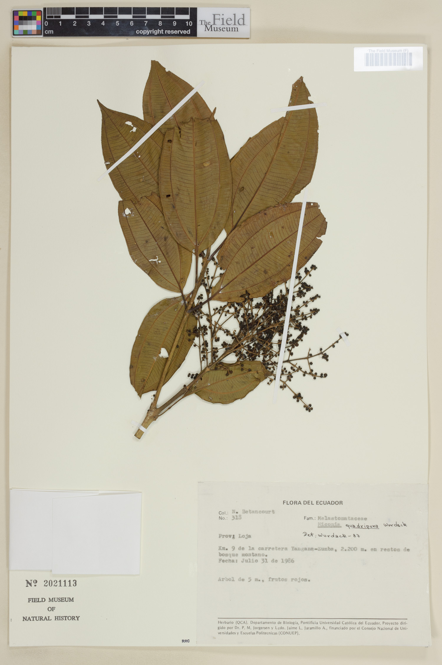 Miconia quadripora