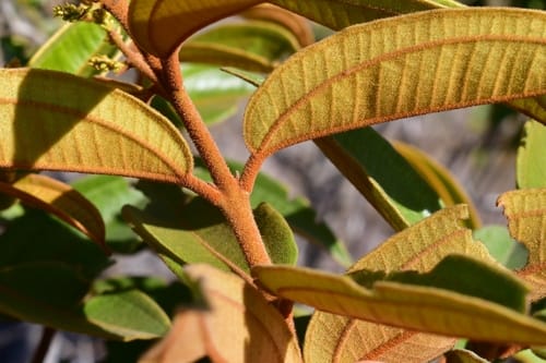 Miconia rubiginosa — photo