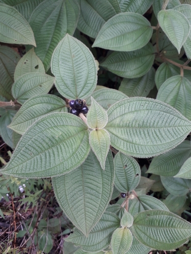 Miconia rubra (Melastome rouge) — photo