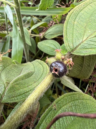 Miconia rubra (Melastome rouge) — photo