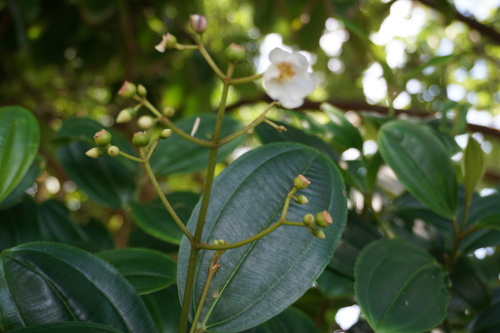 Miconia rupicola — photo